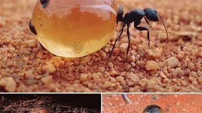 article